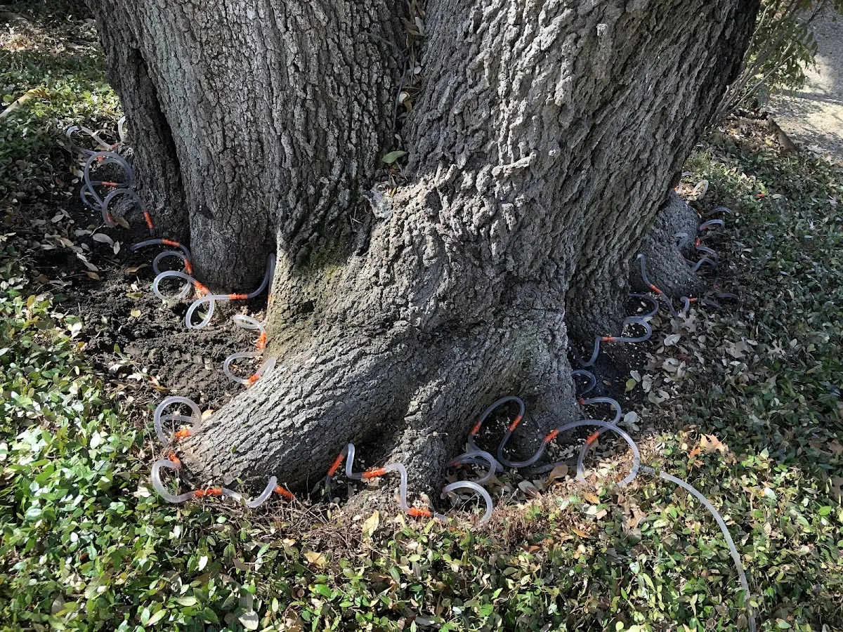 Detailed Tree Cabling and Bracing job site in Troutdale